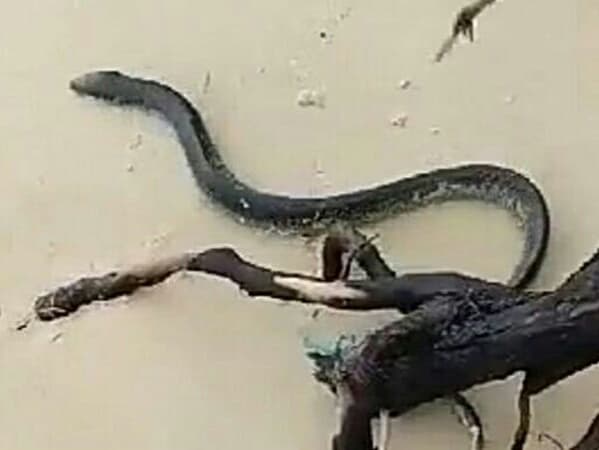 Спасатели Пхукета предупредили о ядовитых морских змеях у западного побережья.
