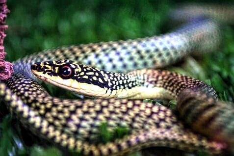 Таиланд. Новости: Будьте осторожны в июне — это месяц повышенной активности змей.