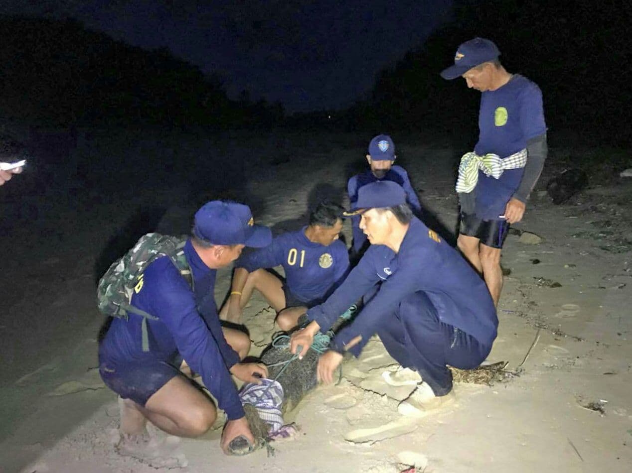Крокодил, который терроризировал пляжи Пхукета, наконец-то был пойман в Лайяне.