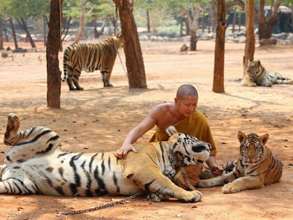 Тайланд. Новости: "Храм тигров" возобновит работу в виде Тигрового зоопарка.