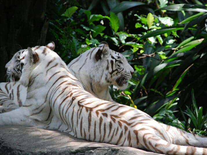 Тайланд. Новости: В Таиланде растет популяция диких тигров.