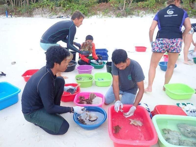 Для восстановления бухты Майя требуются добровольные ныряльщики.