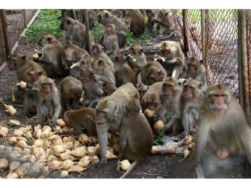 Власти Хуа-Хина стерилизуют 1000 диких обезьян.