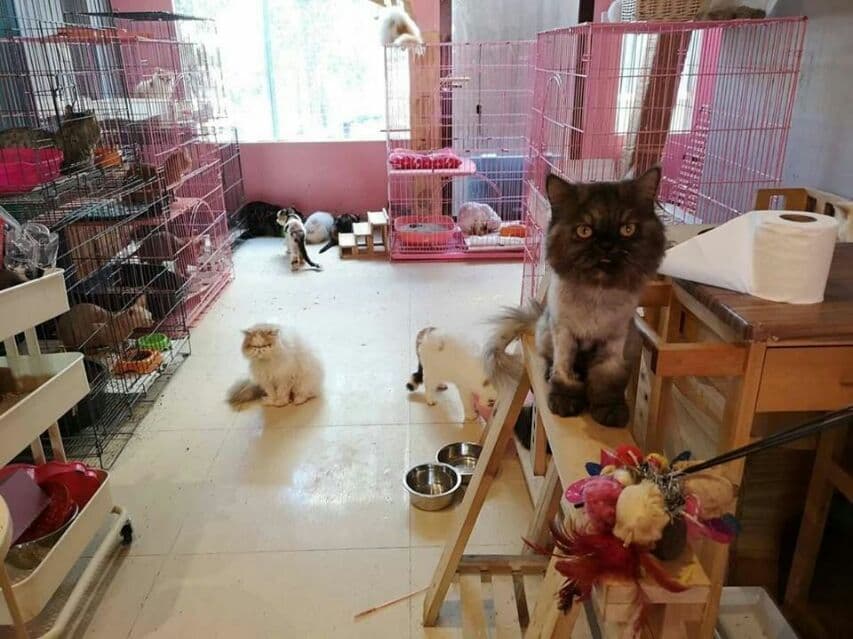 Активисты спасли 38 котов из закрытого в Бангкоке "кошачьего кафе".