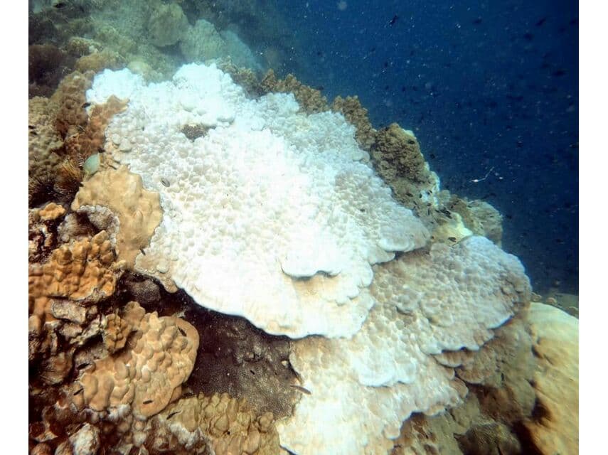 У побережья Районга начали выцветать крупные коралловые рифы.