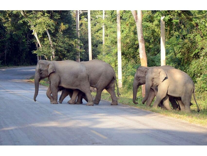 Министерство торговли Таиланда планирует узаконить экспорт домашних слонов.