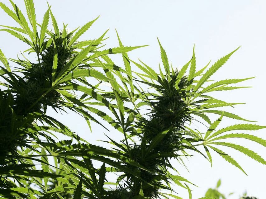5000 жителей Бурирама подтвердили владение медицинской марихуаной.