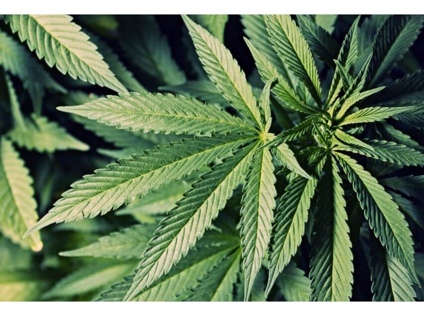 Масло марихуаны может помочь пациентам на крайней стадии инфекции ВИЧ.