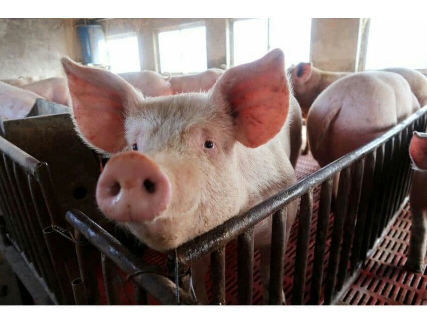 Таиланд приостановил импорт свиней из Лаоса.