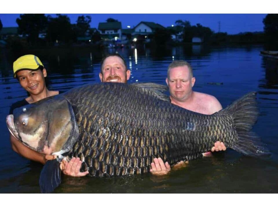 Британец поймал в Таиланде гигантского карпа весом более 105 кг.