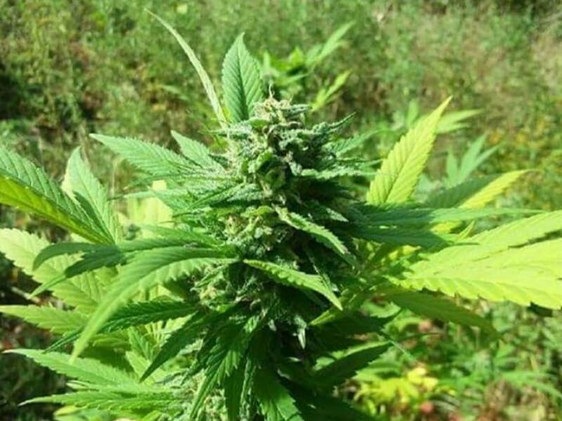 Министр юстиции предупредил, что марихуану не могут выращивать все желающие.