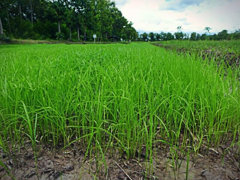 Из-за засухи липкий рис в Таиланде подорожал уже в два раза.