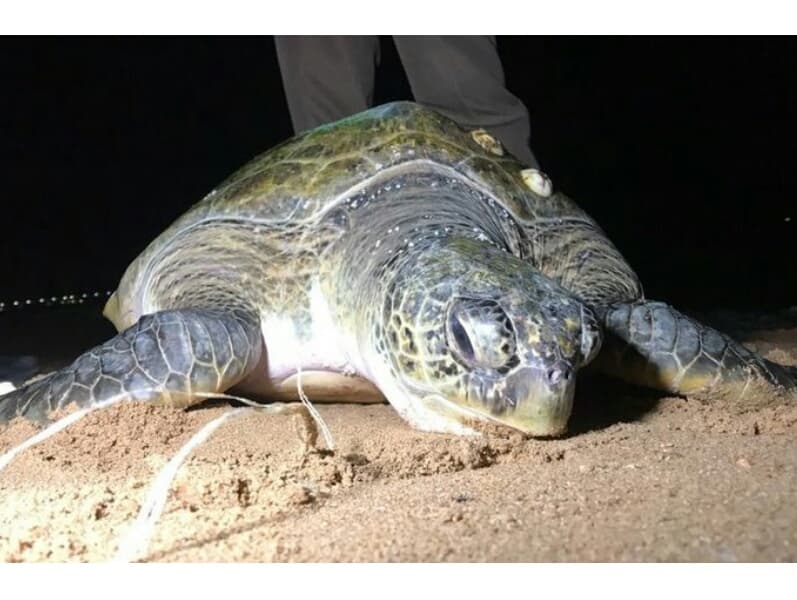 На пляже в Лэм-Чабанге спасли крупную морскую черепаху.