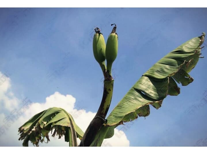 Необычные банановые пальмы вызвали в Таиланде новую лотерейную лихорадку.