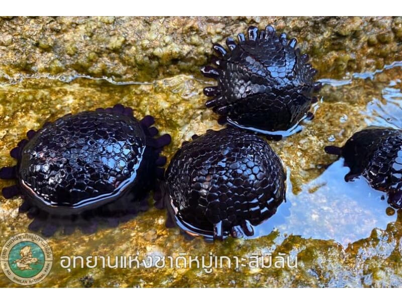 Редкие "лысые" морские ежи впервые замечены на Симиланах.