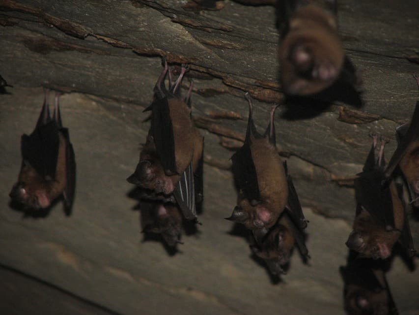 В Транге обнаружена пещера с редким вымирающим видом летучих мышей.