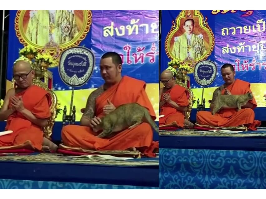Дружелюбный кот испытал терпение тайского монаха на 5-часовой новогодней молитве.