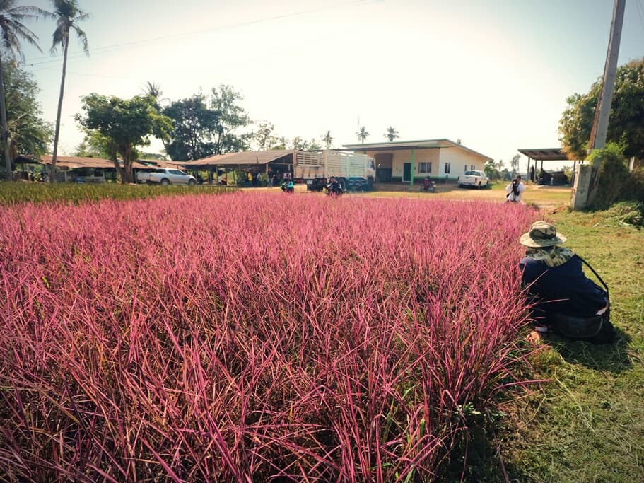 Тайцев удивило необычное розовое рисовое поле в Питсанулоке.