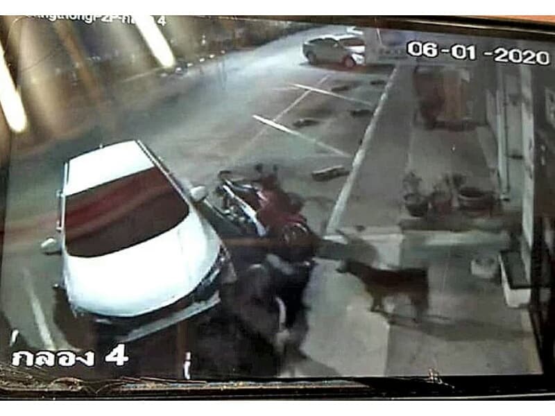 В Саттахипе свора уличных собак разворотила автомобиль с котом внутри.