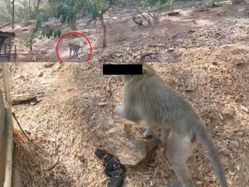 Вооруженная пистолетом обезьяна навела переполох в Чонбури.