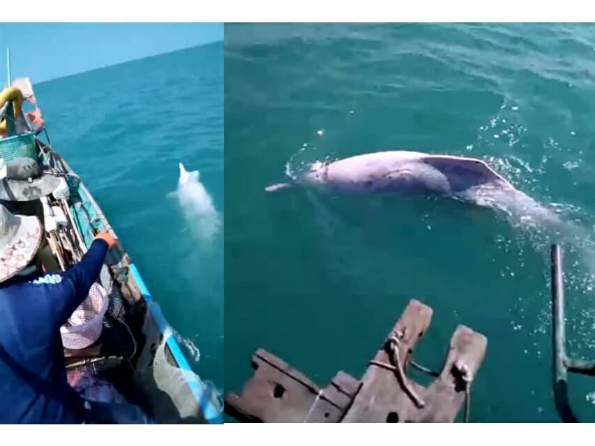 Тайские рыбаки засняли в Сиамском заливе дельфинов-альбиносов.