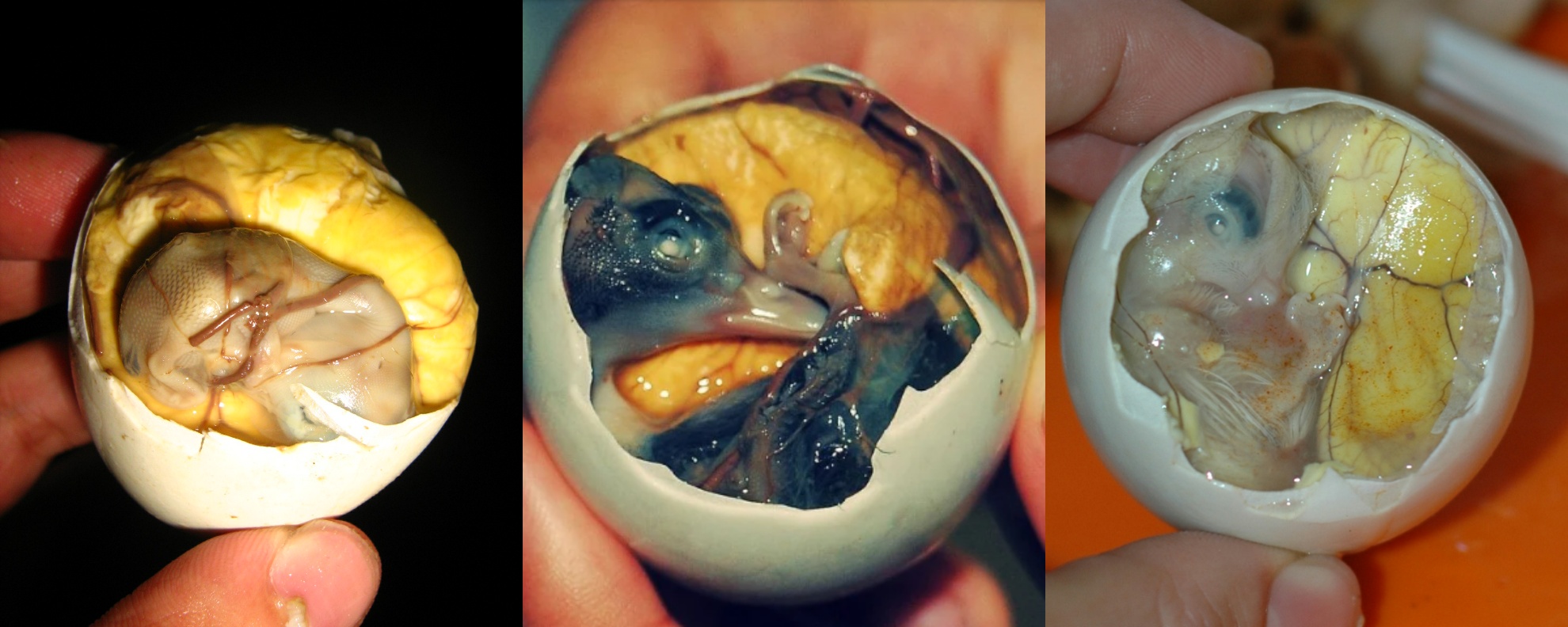 Яйцо с зародышем