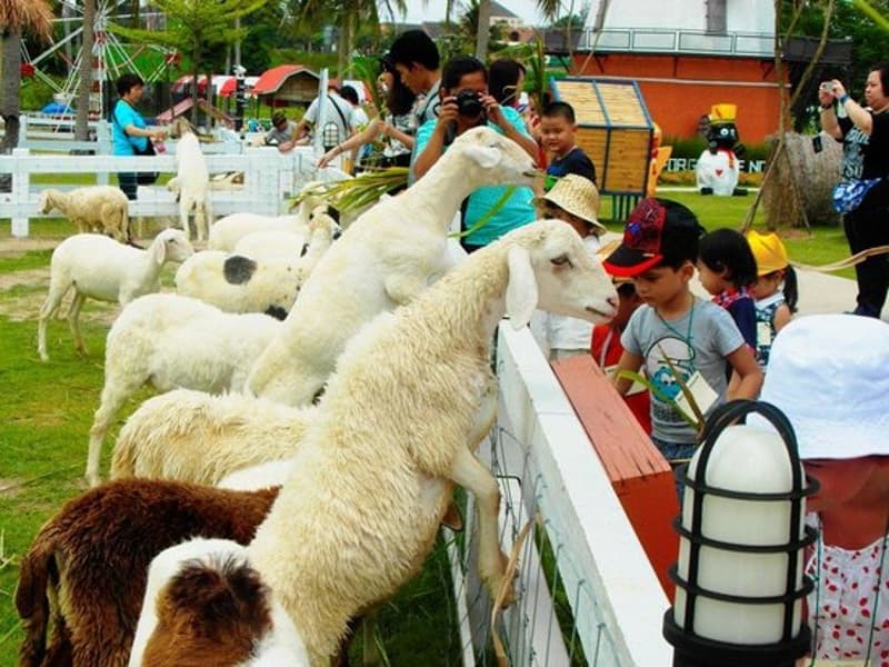 Pattaya Sheep Farm