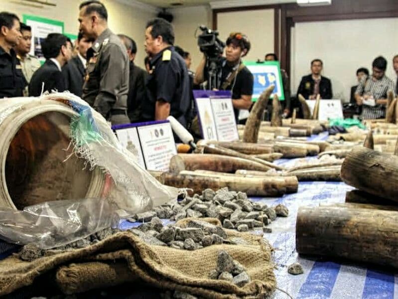 В Суванабуми таможенники изъяли крупную контрабанду слоновой кости.
