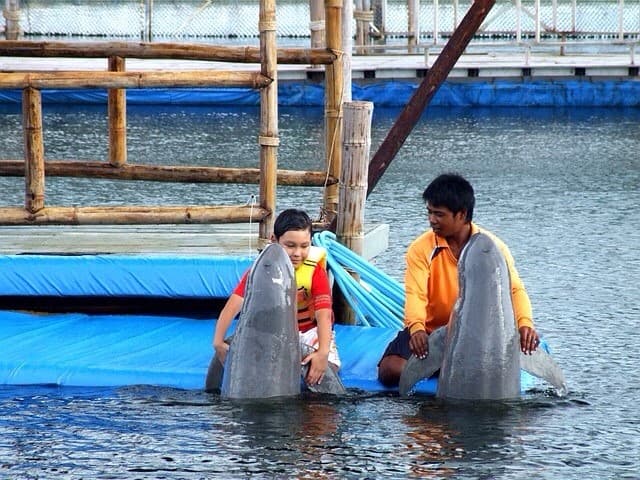 Таиланд. Экскурсия в Паттайя. Шоу дельфинов 