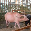 Контактный зоопарк «Аквариум монстров»