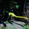 Парк юрского периода и круиз на закате с ужином — фото 9
