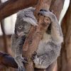 Фото с экскурсий в Паттайе. - Экскурсии на полдня в Паттайе. - Семейный Зоотур — фотогалерея 01