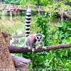 Зоопарк Кхао Кхео Вип. Экскурсия в Паттайе.