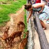 Зоопарк Кхао Кхео Вип. Экскурсия в Паттайе.