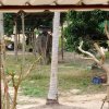  Слоновья деревня в Паттайе.