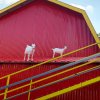Фото с экскурсий в Паттайе. - Экскурсии на полдня в Паттайе. - В мире животных — фотогалерея 03