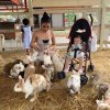 В мире животных — фотогалерея 03