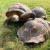В мире животных — фотогалерея 03