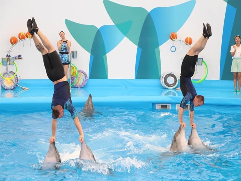 Экскурсия в Паттайе: Новый Дельфинарий