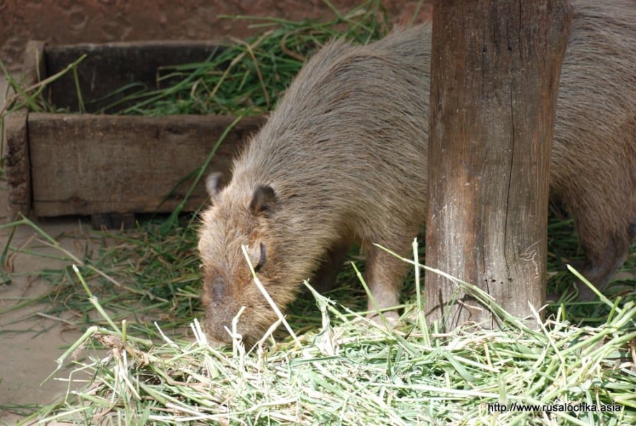 ekskursiya v pattaye v tigrovyy zoopark1