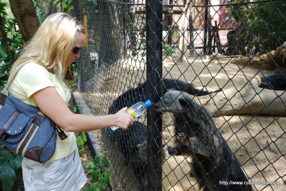ekskursiya v pattaye v tigrovyy zoopark28