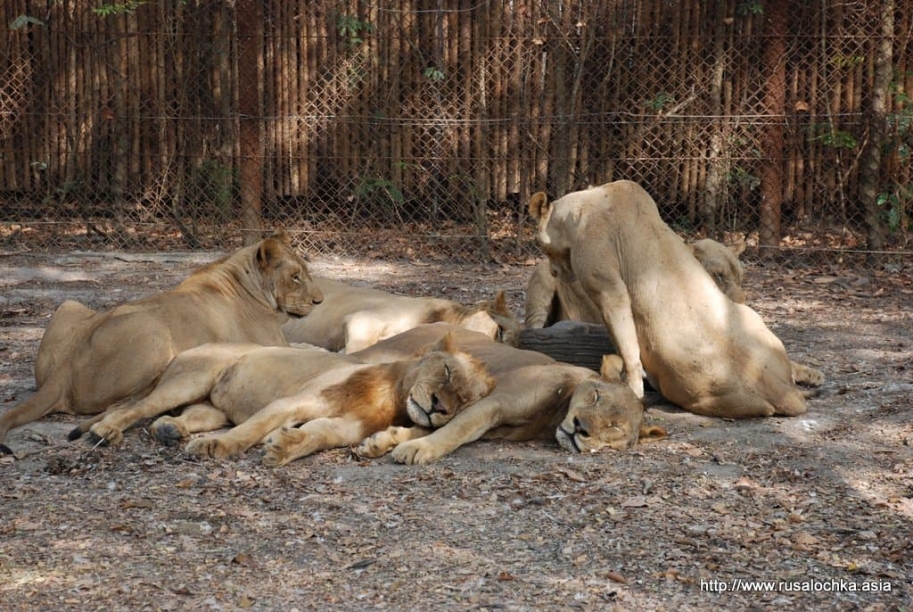 ekskursiya v pattaye v tigrovyy zoopark7