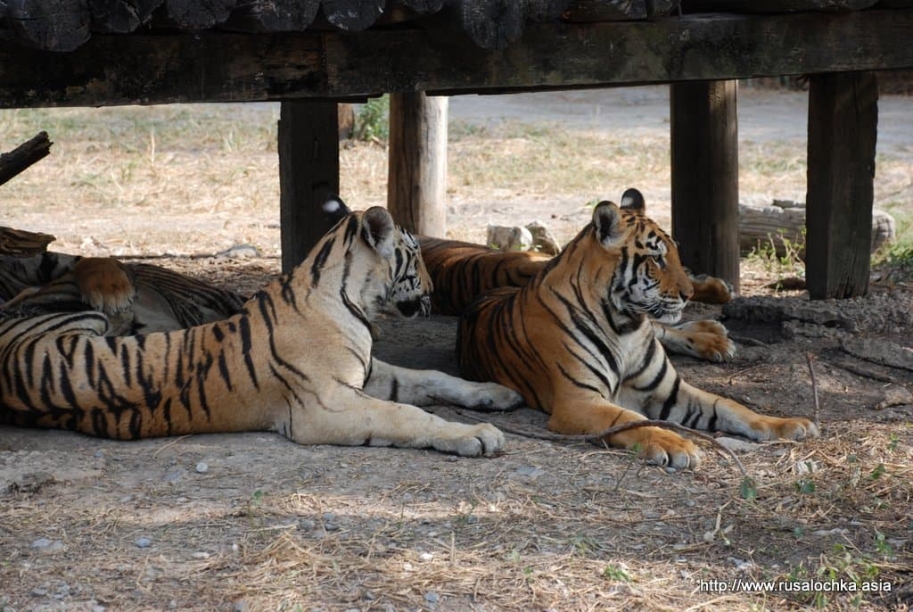 ekskursiya v pattaye v tigrovyy zoopark9