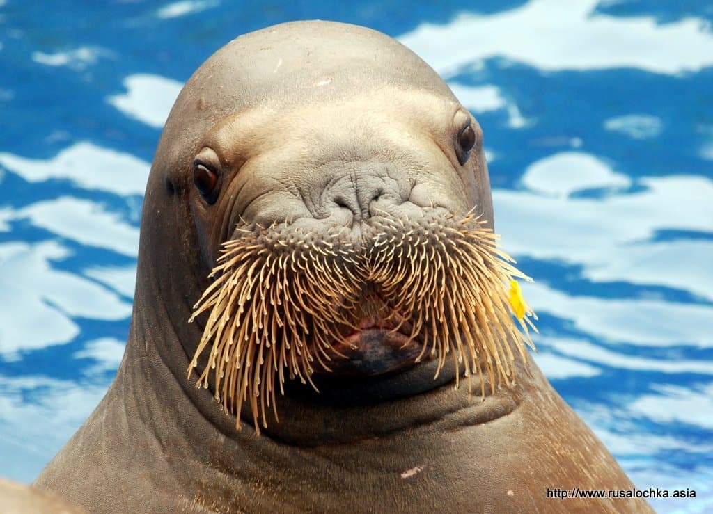 Таиланд. Экскурсия в Паттайе. Сафари парк (Safari Park).