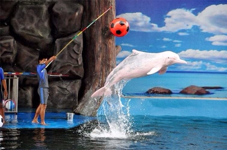 Таиланд. Экскурсия в Паттайя. Шоу дельфинов "Oasis Sea World".