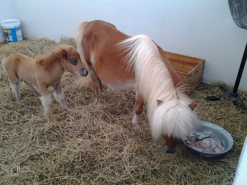 pipo poni klub ekskursii v pattaye4