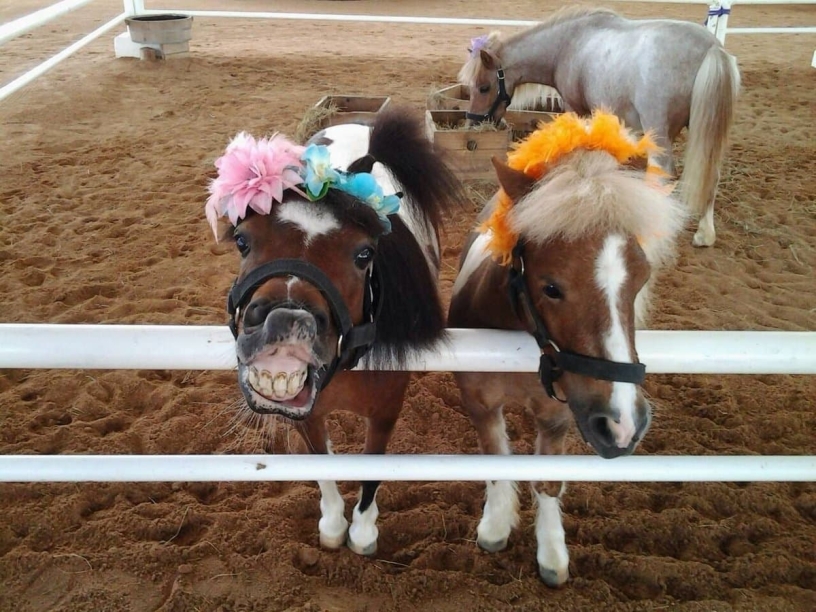 pipo poni klub ekskursii v pattaye8