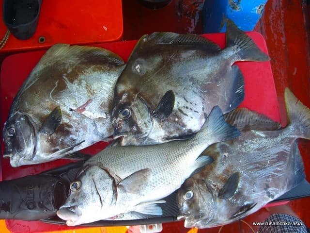 Таиланд. Паттайя. Подводная охота.