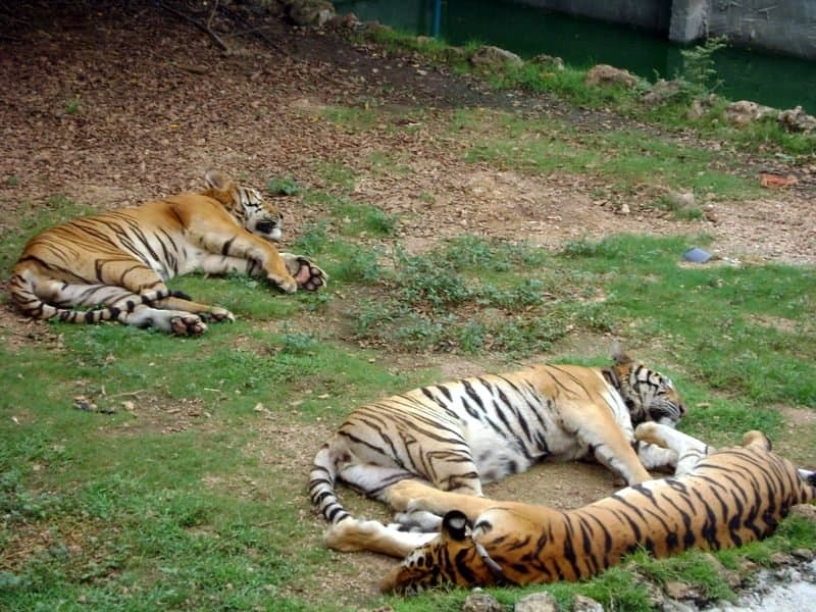 tigrovyy zoopark ekskursiya v pattaye13