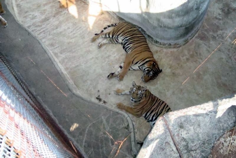 tigrovyy zoopark ekskursiya v pattaye17
